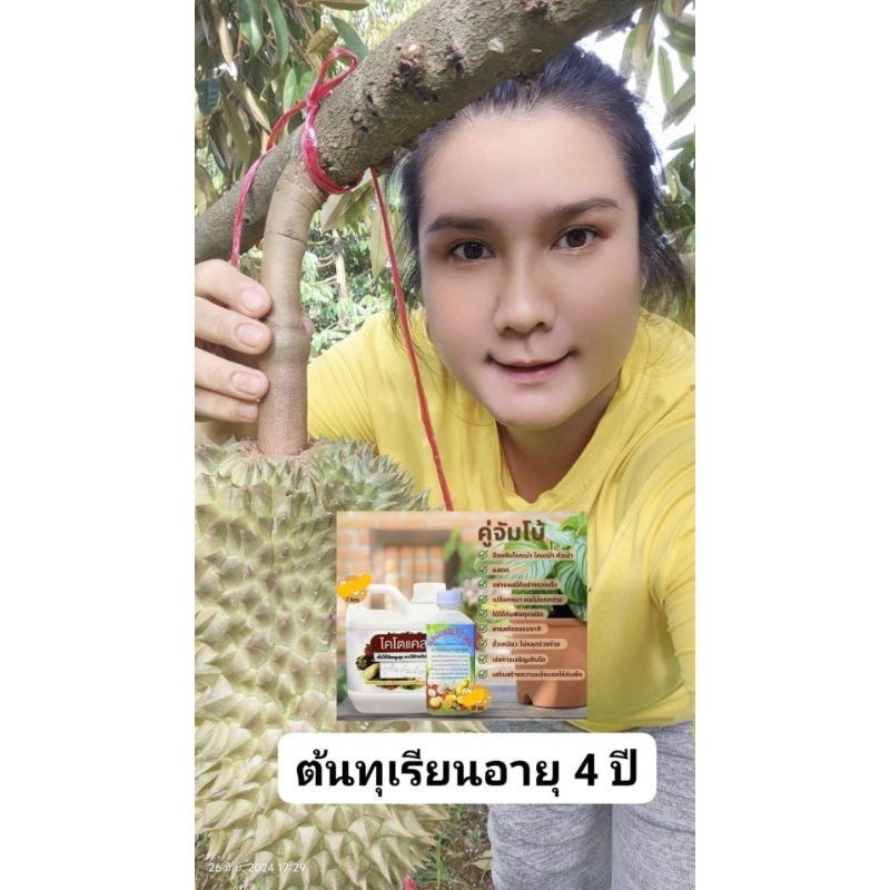 ซุปเปอร์จัมโบ้360 Amino-Gluco-Chitin ขยายผลใหญ่,โตไว,เร่งราก,ต้นแข็งแรง,ผลดก,ขั่วเหนียว ราคา ถูกที่สุด ดีลบีเคเค แกลเลอรีภาพที่ 8