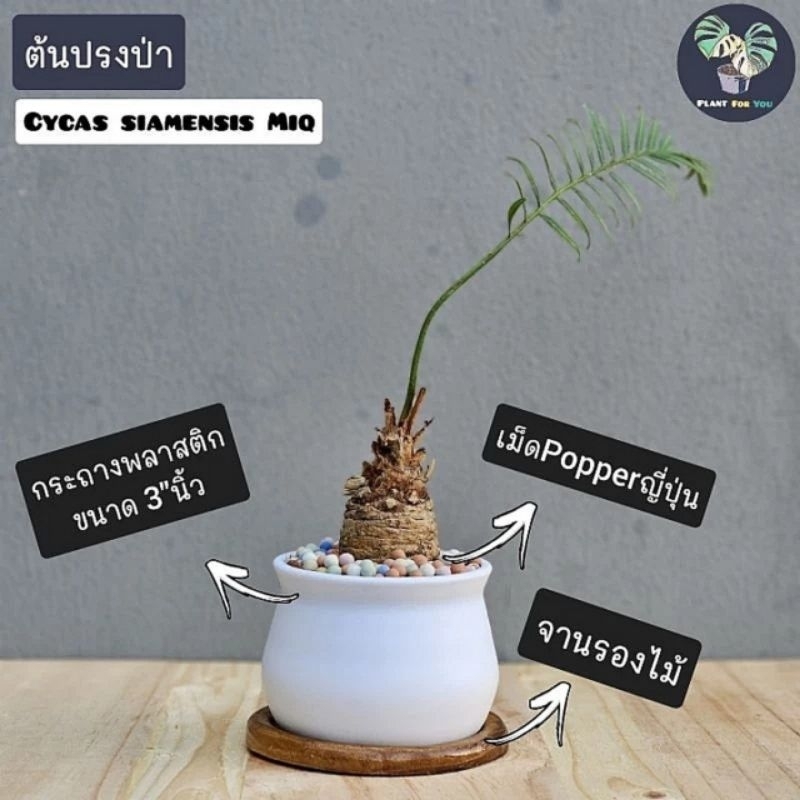 ต้นปรงป่า Cycas siamensis Miq (ไม้โขด) พร้อมกระถางพลาสติกทรงน้ำเต้า3"นิ้ว"+เม็ดPopper+จานรองไม้