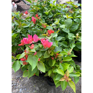 ต้นเฟื่องฟ้า ดอกเฟื่องฟ้า ถุงดำ 4นิ้ว ความสูง 30-40 ซม. ทนแดด ออกดอกง่าย #Bougainvillea