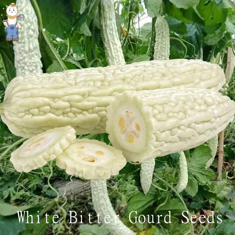 ปลูกง่าย ปลูกได้ทั่วไทย (10เมล็ด) ผลผลิตสูง เมล็ดพันธุ์มะระจีนขาว White Bitter Gourd Seeds White Balsam Pear Seeds