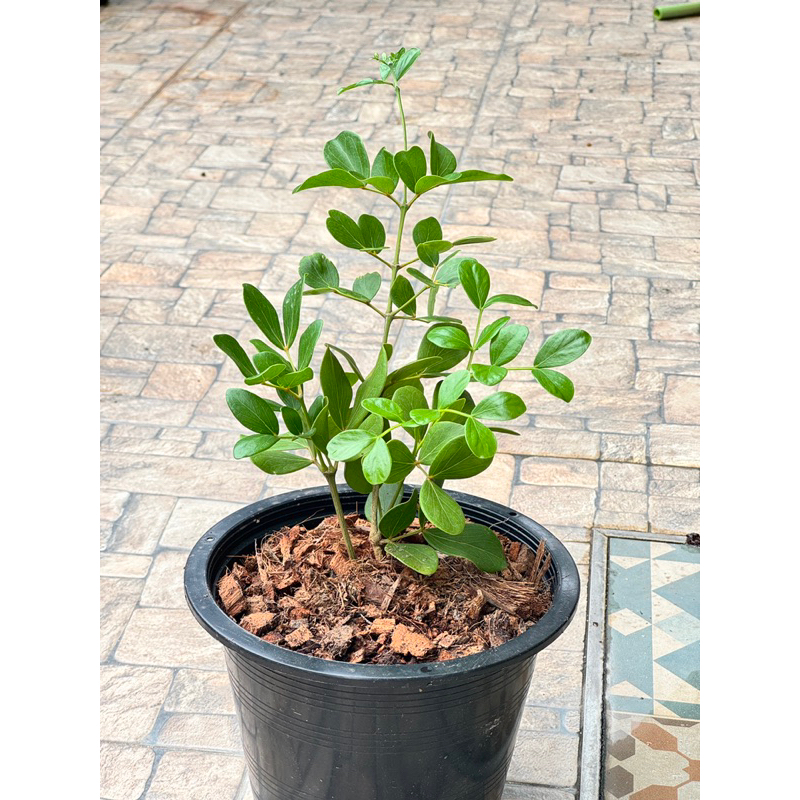 มุมมอง 4