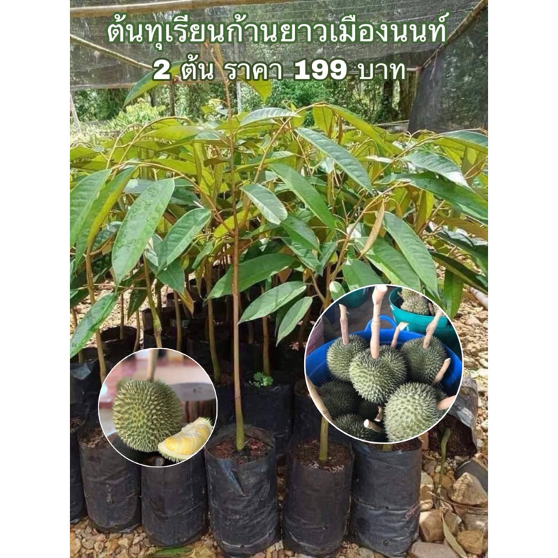 (พร้อมส่ง‼️) ต้นทุเรียนก้านยาวเมืองนนท์ แบบเสียบยอด 🌳 รสชาติหวานมัน กลิ่นหอม เนื้อแน่น ละเอียดนุ่ม ไ
