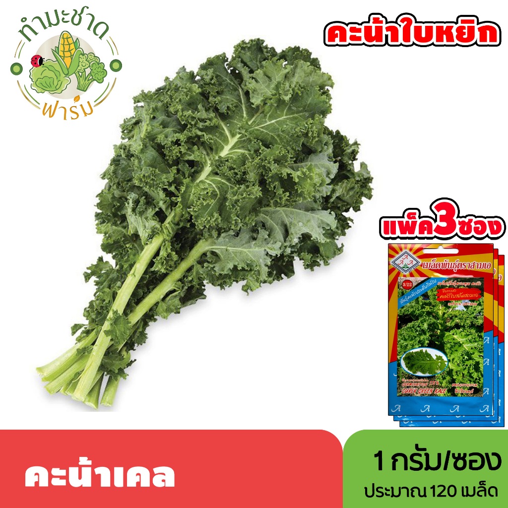 [แพ็ค 3 ซอง] 3A เมล็ดพันธุ์ คะน้าเคล ขนาดซองละ1กรัม ประมาณ120เมล็ด/ซอง CURLY GREEN KALE เคล คะน้าใบหยิก คะน้าประดับ