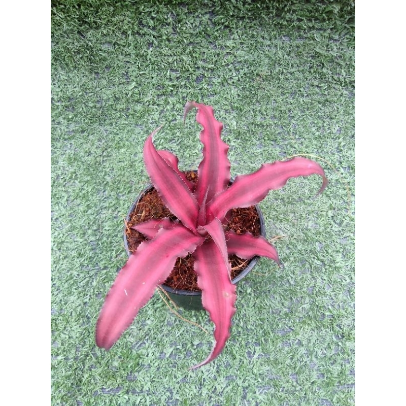 สัปปะรดสีแคระ ดาวแดง [Cryptanthus Bromeliad cv" Ruby Star "] ในกระถาง2"ครึ่ง
