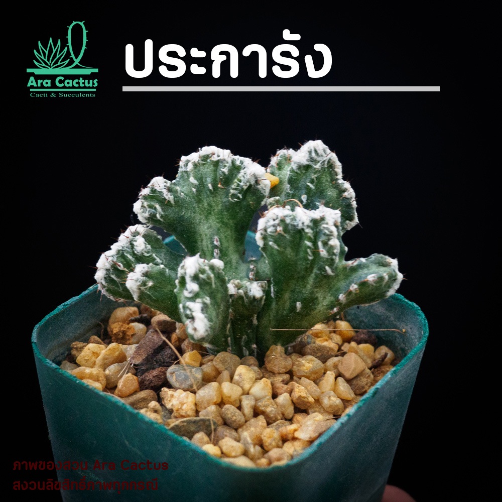 สวนขายเอง! แคคตัสประการัง Cereus spegazzinii cristata ไซส์กระถาง 2-3 นิ้ว แคคตัส กระบองเพชร ต้นไม้ประดับ อวบน้ำ