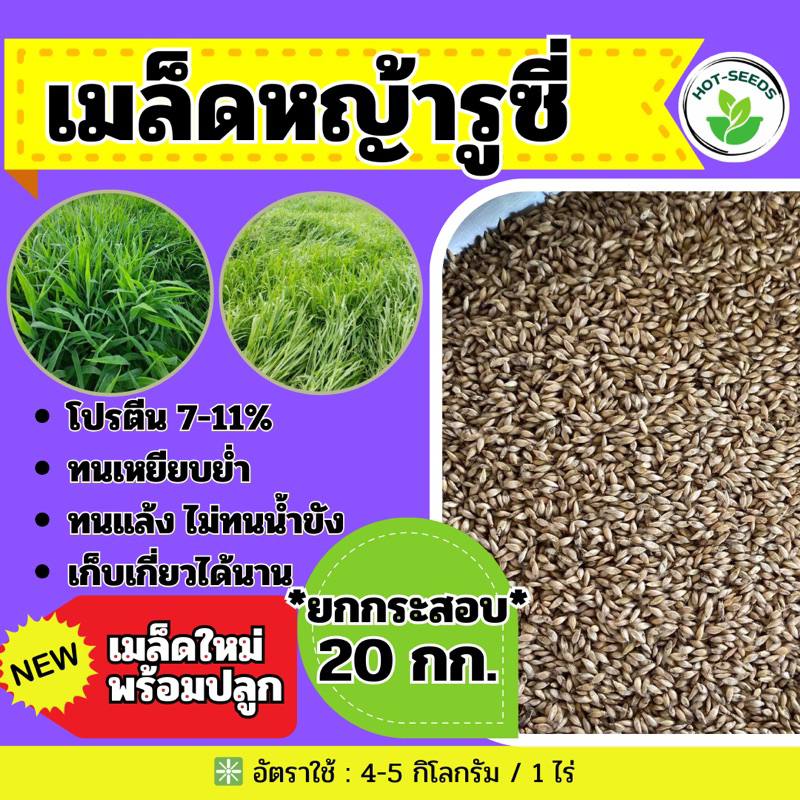 รูซี่ เมล็ดหญ้ารูซี่ 20 กิโลกรัม #รับประกันการงอก #พร้อมปลูก ลูซี่ หญ้าเลี้ยงสัตว์ หญ้า พันธ์ุหญ้า หญ้าเลี้ยงวัว