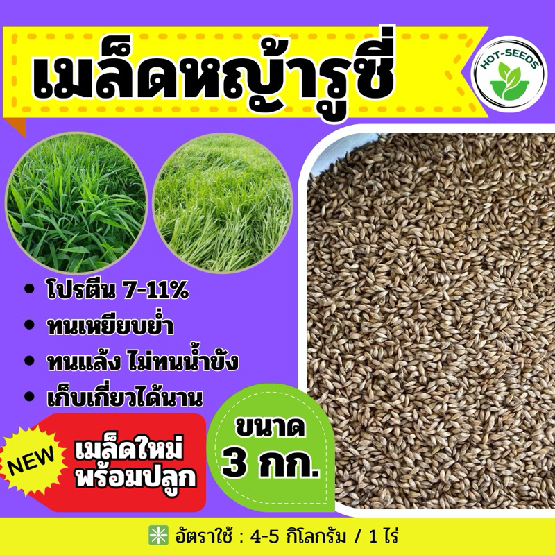รูซี่ เมล็ดหญ้ารูซี่ 3 กิโลกรัม #รับประกันการงอก #พร้อมปลูก ลูซี่ หญ้าเลี้ยงสัตว์ หญ้า พันธ์ุหญ้า หญ้าเลี้ยงวัว