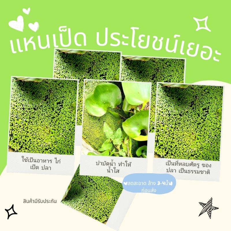 แหนเป็ด #Lemna perpusilla Torr.#บำบัดน้ำเสีย#อาหารปลา#300g#500g#
