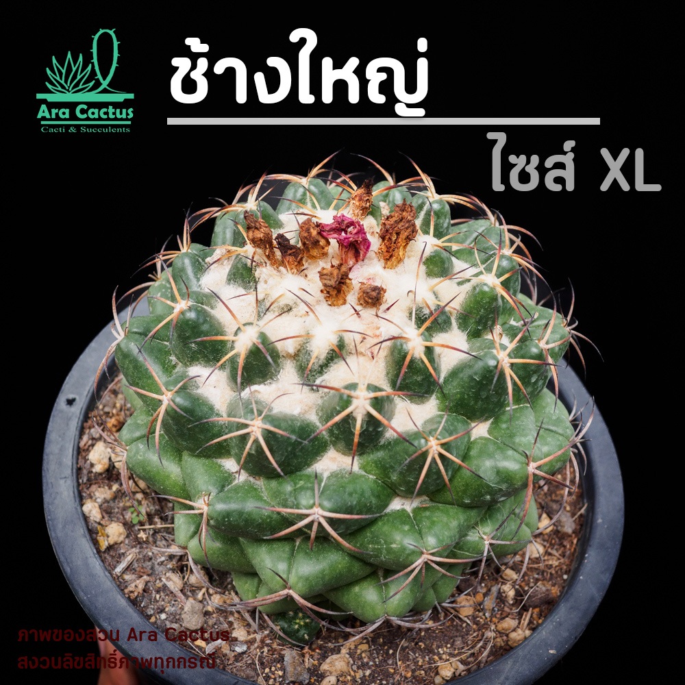ไซส์จัมโบ้ XL! แคคตัสช้างใหญ่มาก Coryphantha elephantidens ไซส์กระถาง 10 นิ้ว กระบองเพชร ไม้ประดับ
