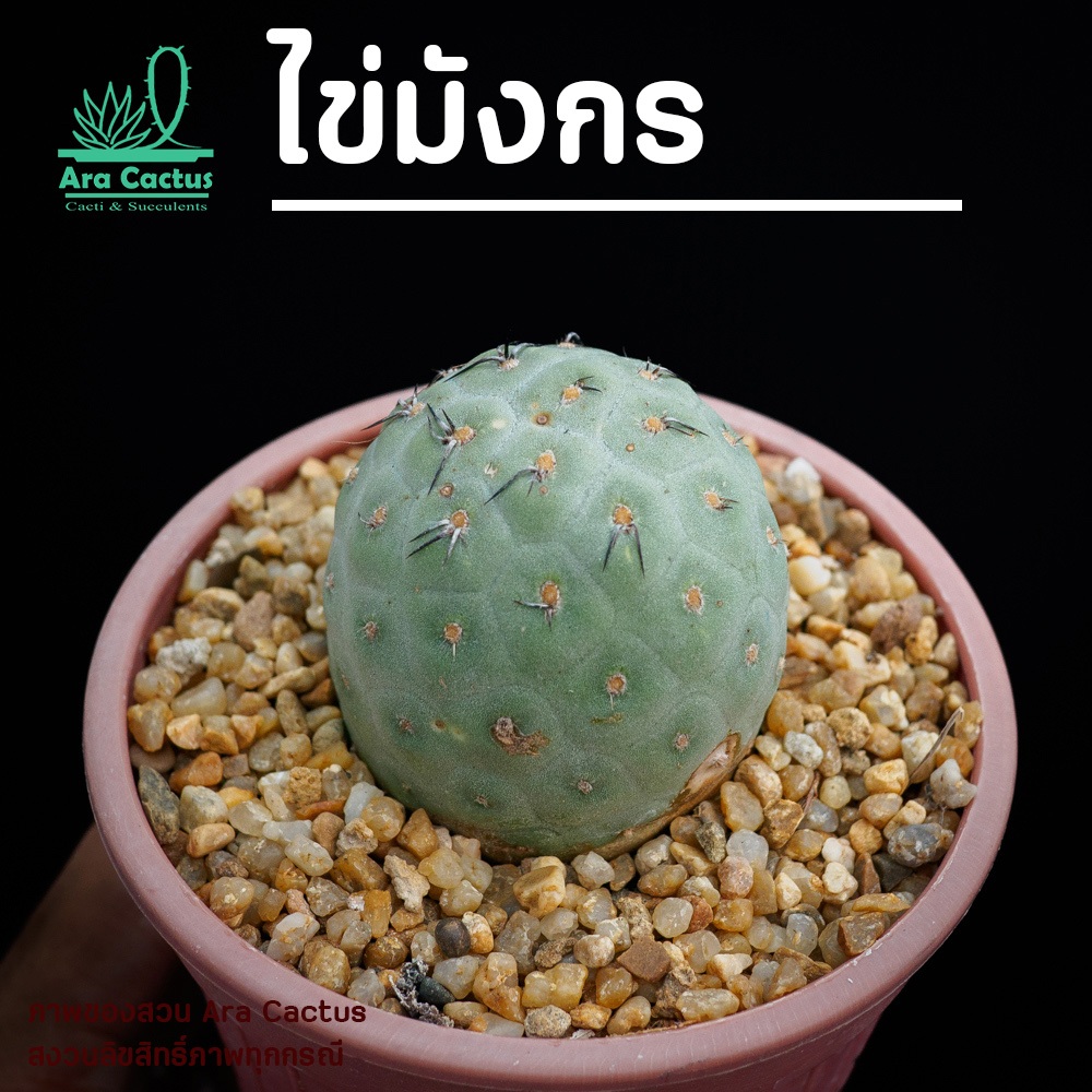 สวนขายเอง! ไข่มังกร Tephrocactus geometricus ไซส์กระถาง 4 นิ้ว แคคตัส กระบองเพชร ไม้ประดับ ตะบองเพชร
