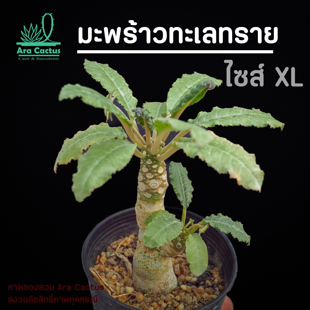 สวนขายเอง! มะพร้าวทะเลทราย ไซส์กระถาง 3-4 นิ้ว แคคตัส กระบองเพชร ไม้อวบน้ำ ต้นไม้ประดับ อวบน้ำ  แคนตัส  ตะบองเพชร