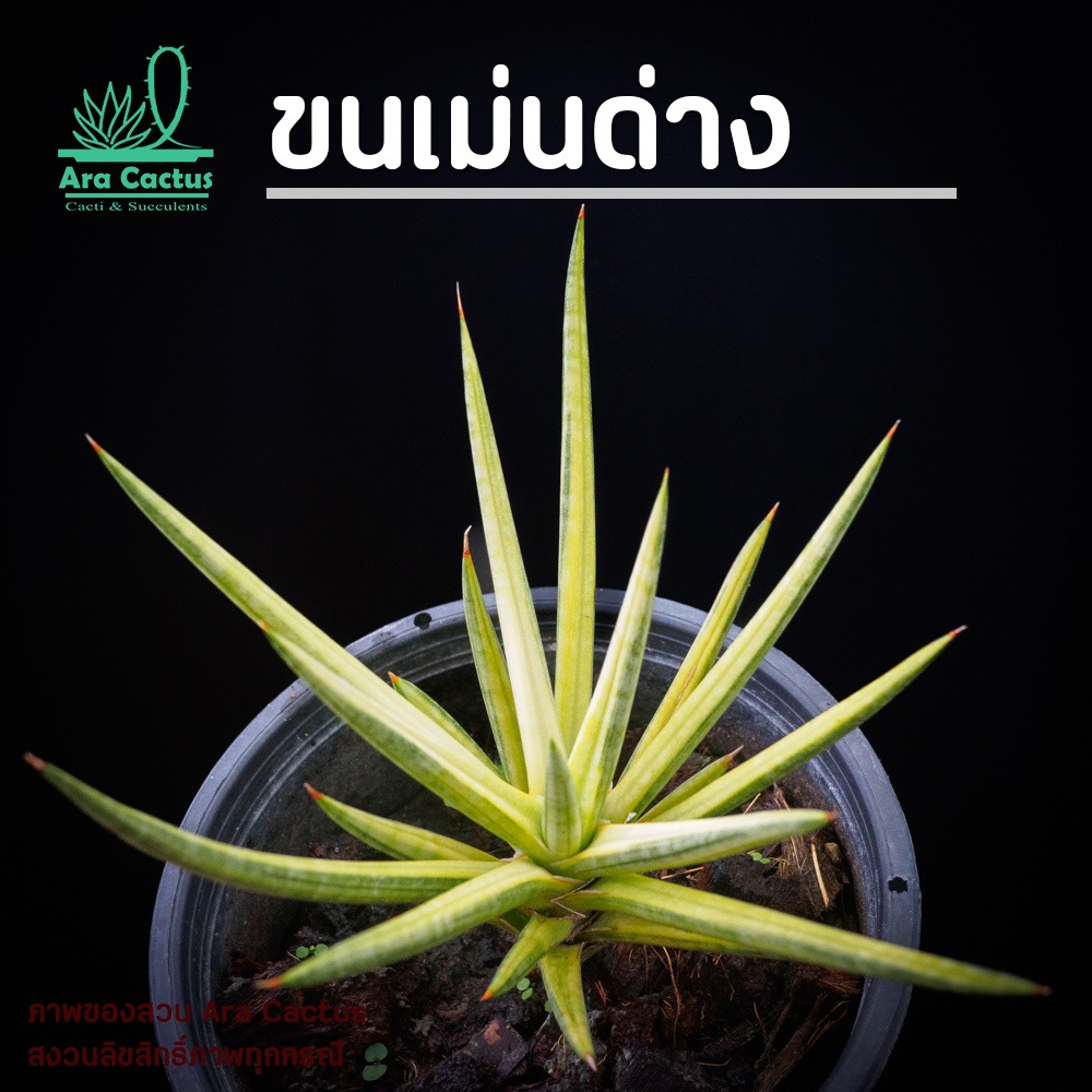 สวนขายเอง! ลิ้นมังกรขนเม่นด่าง Sansevieria francisii variegate ไซส์กระถาง 4 นิ้ว ต้นไม้ประดับ อวบน้ำ ไม้ฟอกอากาศ หางเม่น