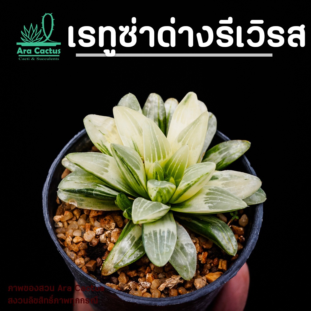 สวนขายเอง! ฮาโวเทีย H. retusa ด่างรีเวิร์ส ไซส์กระถาง 3 นิ้ว ต้นไม้ประดับ ไม้อวบน้ำ แคคตัส กระบองเพชร ไม้ฟอกอากาศ