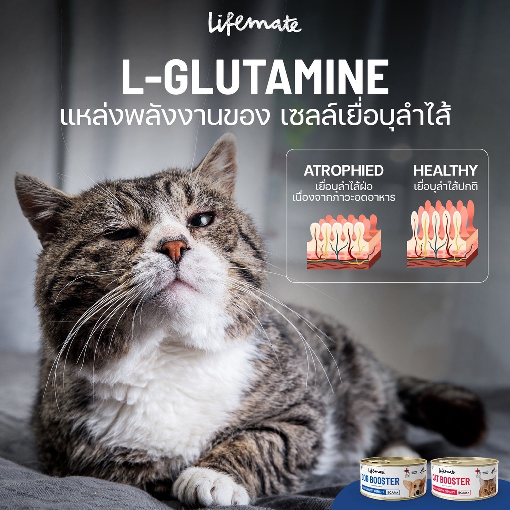 Lifemate Booster Dog&Cat อาหารพักฟื้นโภชนาการครบถ้วน รูปที่ 8