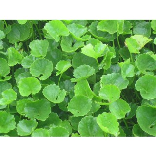 เมล็ดใบบัวบก(ผักหนอก) 0.5 กรัม (5แถม1คละได้)