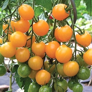 เมล็ดพันธุ์ มะเขือเทศ แบบหวาน ( Sweet Tomato Seed ) ซันโกลด์, ซุปเปอร์สวีท100, ซันชูก้า, ดอลเซ่วีต้า,โนว่า,โทนี่