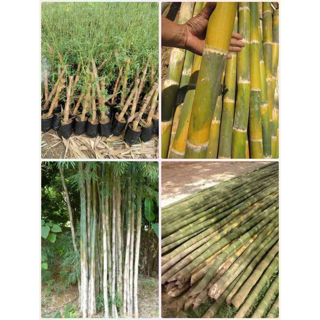 ไผ่รวกใหญ่ รวกน่าน รวกดำ รวกแดง ต้นขุดเหง้าชำถุงรากเดินดีแล้ว ไผ่ใช้ลำ ปักหอยแมลงภู่ นั่งร้านก่อสร้าง โรงเรือน สุ่มไก่