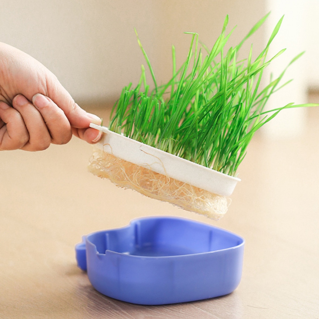 susupet ชุดปลูกหญ้าแมว หญ้าแมว เมล็ดข้าวสาลี ถาดเพาะต้นอ่อน ชุดปลูกต้นสาลี ข้าวบาร์เล่ย์ - รูปที่ 4