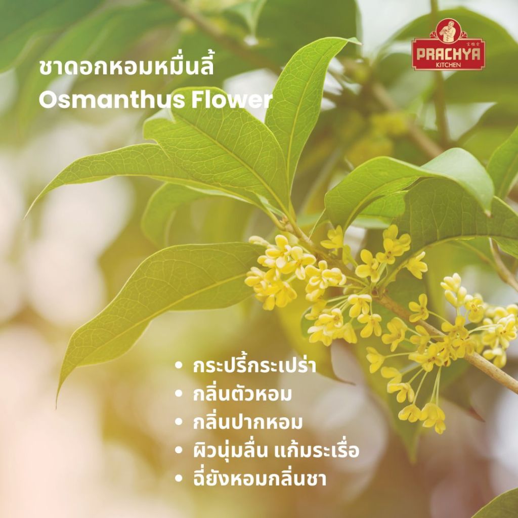 ดอกหอมหมื่นลี้ ชาหอมหมื่นลี้ ชาตัวหอม Osmanthus Flower Tea 50g  ตราปราชญา - รูปที่ 3