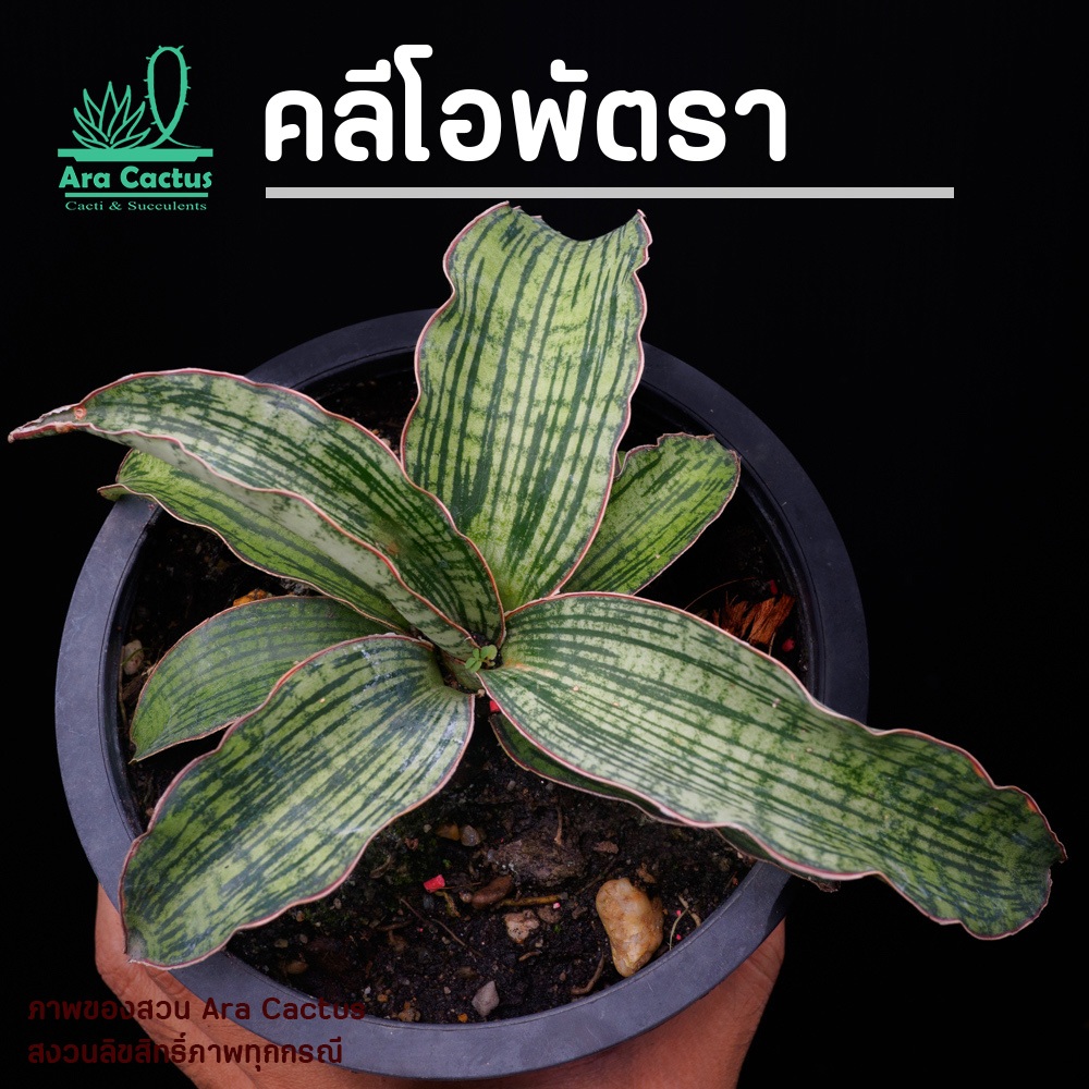 สวนขายเอง! ลิ้นมังกรคลีโอพัตรา Sansevieria cleopatra ไซส์กระถาง 4 นิ้ว ต้นไม้ประดับ อวบน้ำ ไม้ฟอกอากาศ