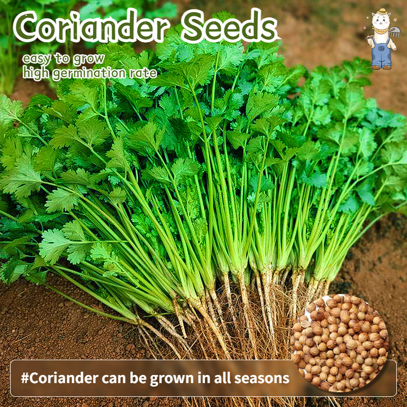 เมล็ดพันธุ์ เมล็ดผักชี 100 เมล็ด ปลูกได้ตลอดปี เมล็ดงอกสูง ปลูกง่าย Coriander Seeds Organic Vegetable Seeds