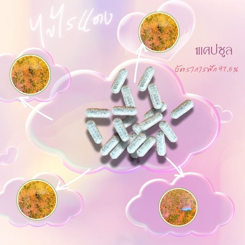 ไข่ไรแดงมาโคร Moina macrocopa 1แคปซูล
