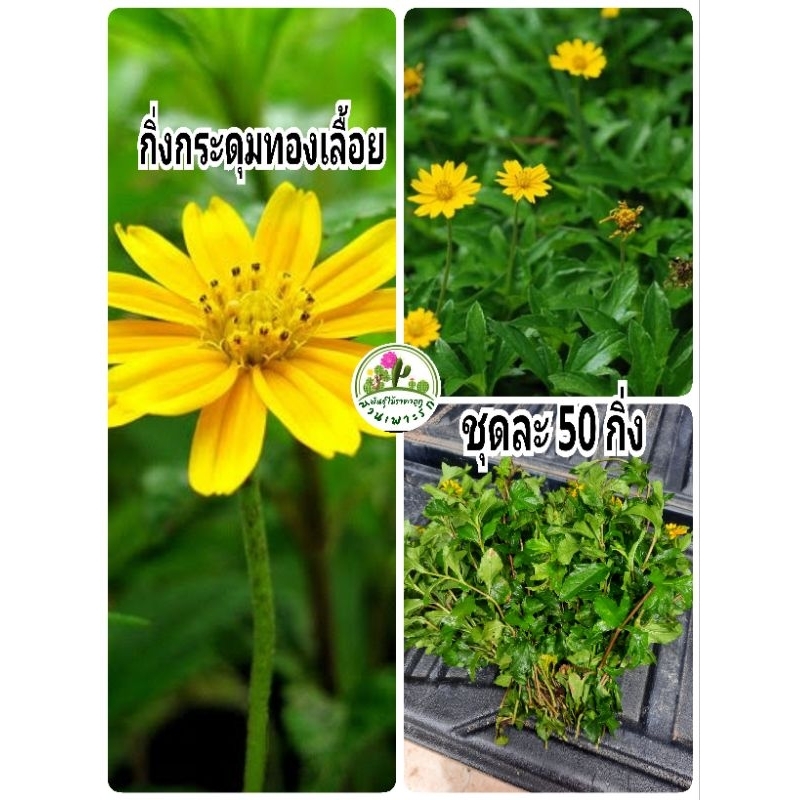 กิ่งกระดุมทองเลื้อย (เก็บสด) ชุดละ 50 กิ่ง