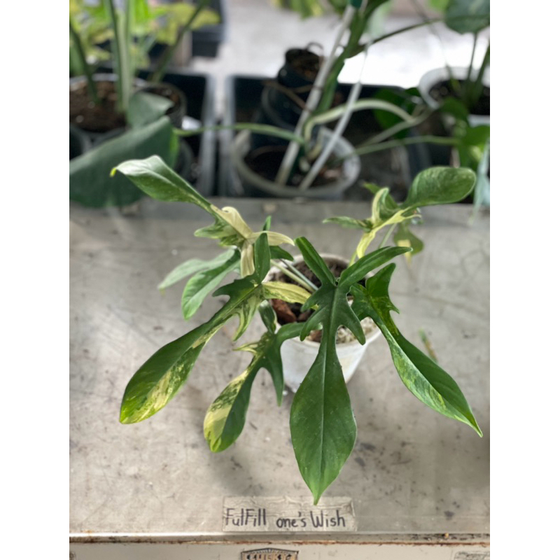 ก้ามกุ้งด่าง Philodendron florida beauty variegated