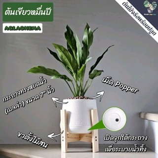 🌿ต้นมหาเศรษฐีเขียวหมื่นปี (Aglaonema) (ต้นไม้ฟอกอากาศ) ต้นสู…