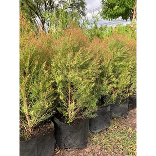 สนหอม🌲สนหอมไล่ยุง🦟สนแอฟฟริกา ความสูง 60-70ซมในกระถาง 8 นิ้ว ไม้แดดเลี้ยงง่าย🪴 ราคาถูกสุด ฟอร์มใหญ่มากๆ 🎁แพคดีส่งไว