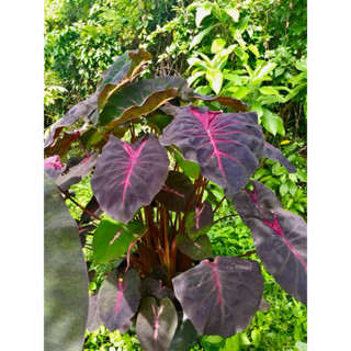 โคโลคาเซียเรดเดวิล(Colocasia Red devil)ไม้ฟอกอากาศ ไม้มงคล บ…