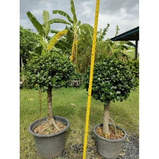 ต้นช้อนเงินช้อนทอง ฟอร์มใหญ่งานกระถาง 15 นิ้ว สูง 80-100cm ไม้มงคล ดีไซน์สวยเหมาะแก่การจัดสวนมากค่ะ ถูกๆจากสวน