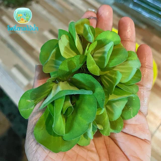 จอกกุหลาบ 10 ดอก 25 บาท ประดับตกแต่งตู้ปลา #ไม้น้ำ #ต้นไม้น้ำ #จอกกุหลาบ