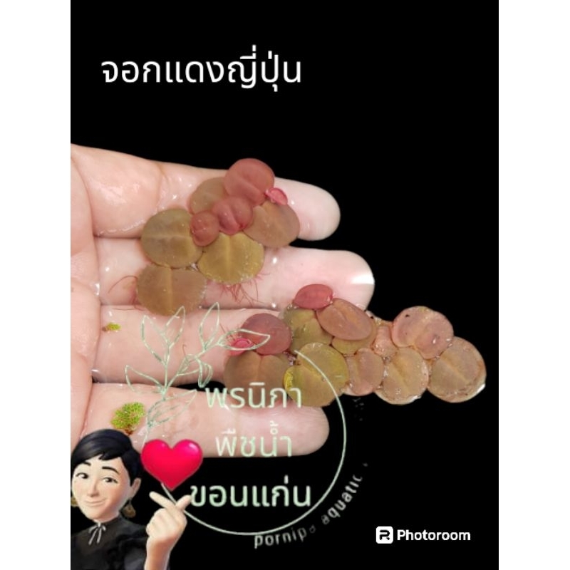 จอกแดงญี่ปุ่นใช้ประดับอ่างปลาตู้ปลาสวยงาม ช่อละ 3 บาท 1 ชุด มีทั้งหมด 10 ช่อ