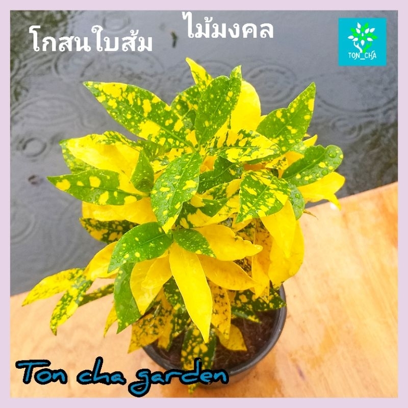 โกสนใบส้ม ไม้มงคล ส่งพร้อมกระถาง 6 นิ้ว