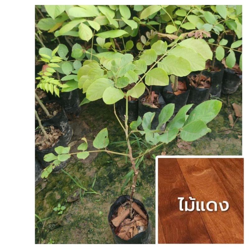 ต้นไม้แดง ไม้เศรษฐกิจ สูง 30-50 cm