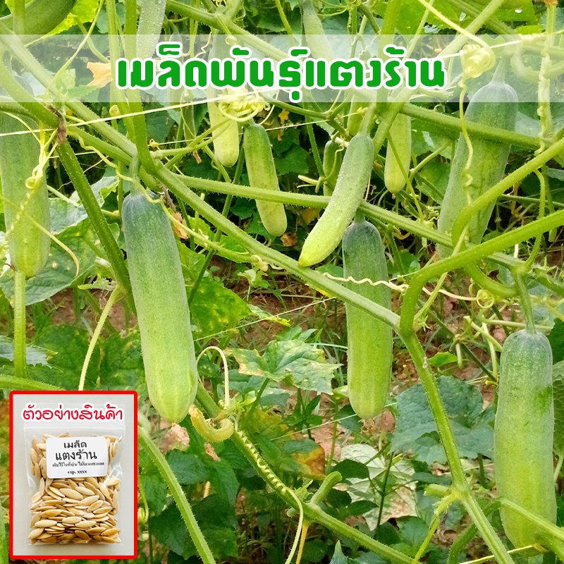 แตงร้าน เมล็ดพันธุ์คุณภาพ 40-100 เมล็ด โตไว ผลผลิตสูง [ซื้อ 10 แถม 1 คละได้]