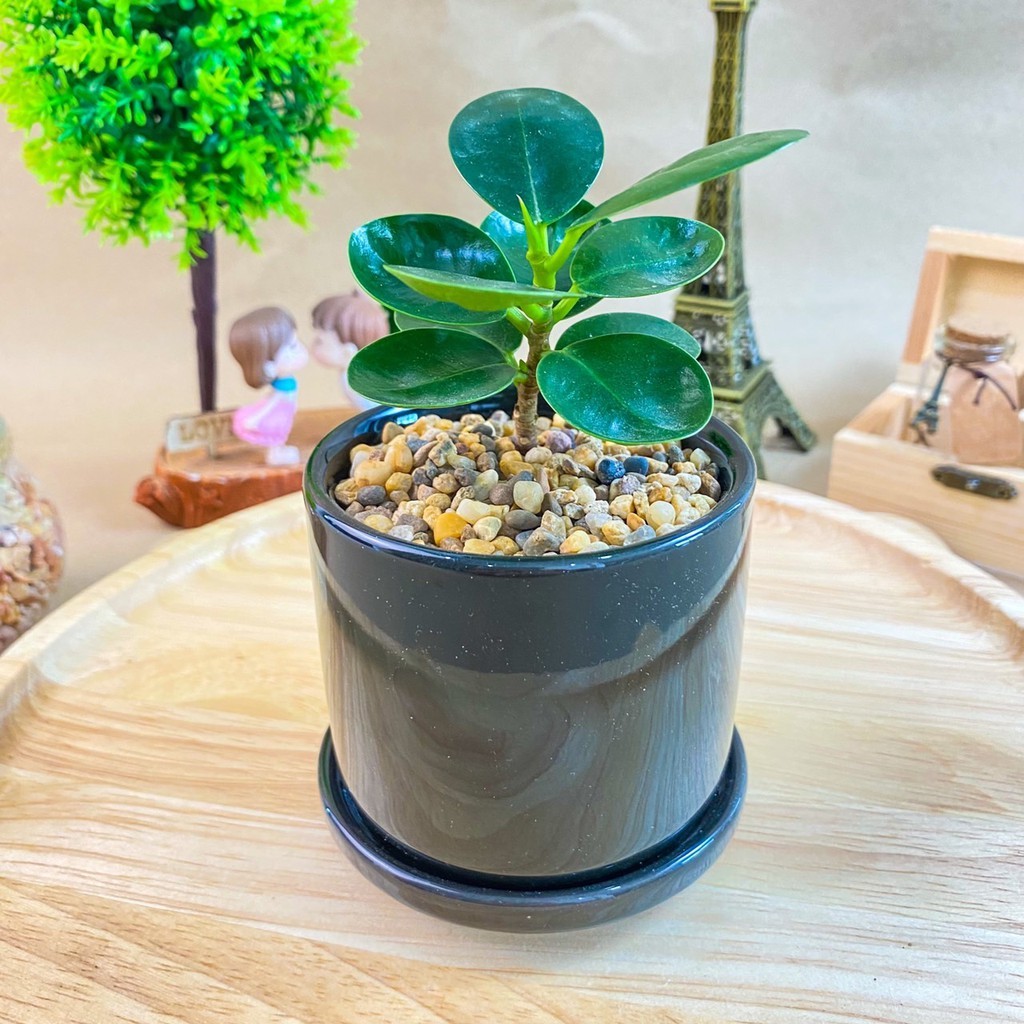 ช้อนเงินช้อนทอง ไม้มงคล ปลูกหน้าบ้าน และในบ้าน พร้อมกระถางเซรามิก - รูปที่ 2