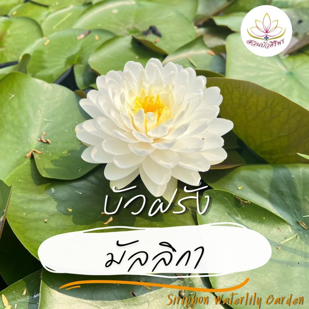 บัวฝรั่ง มัลลิกา สีขาวสดใส กลีบแน่น