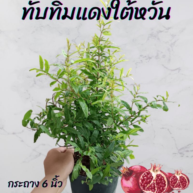 ต้นทับทิมแดงใต้หวัน กระถาง6นิ้ว