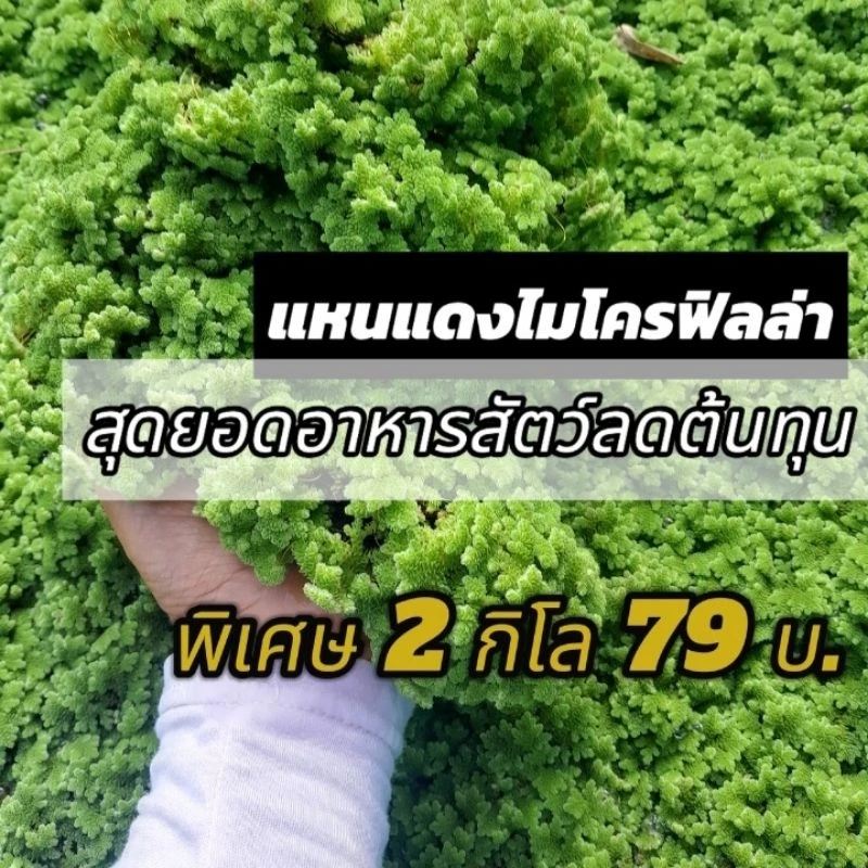 แหนแดงไมโครฟิลล่า ชุด 2กิโลกรัม ดอกใหญ่ ใบหนาคัดเกรด A