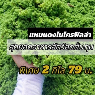 แหนแดงไมโครฟิลล่า ชุด 2กิโลกรัม ดอกใหญ่ ใบหนาคัดเกรด A