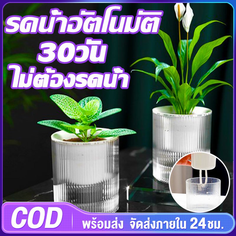 30วัน ไม่ต้องรดน้ำ Garden Baby กระถางต้นไม้ กระถางพลาสติก กระถาง แบบใส 2 ชั้น เก็บน้ำ และรดน้ำได้อัตโนมัติ กระถางแคคตัส