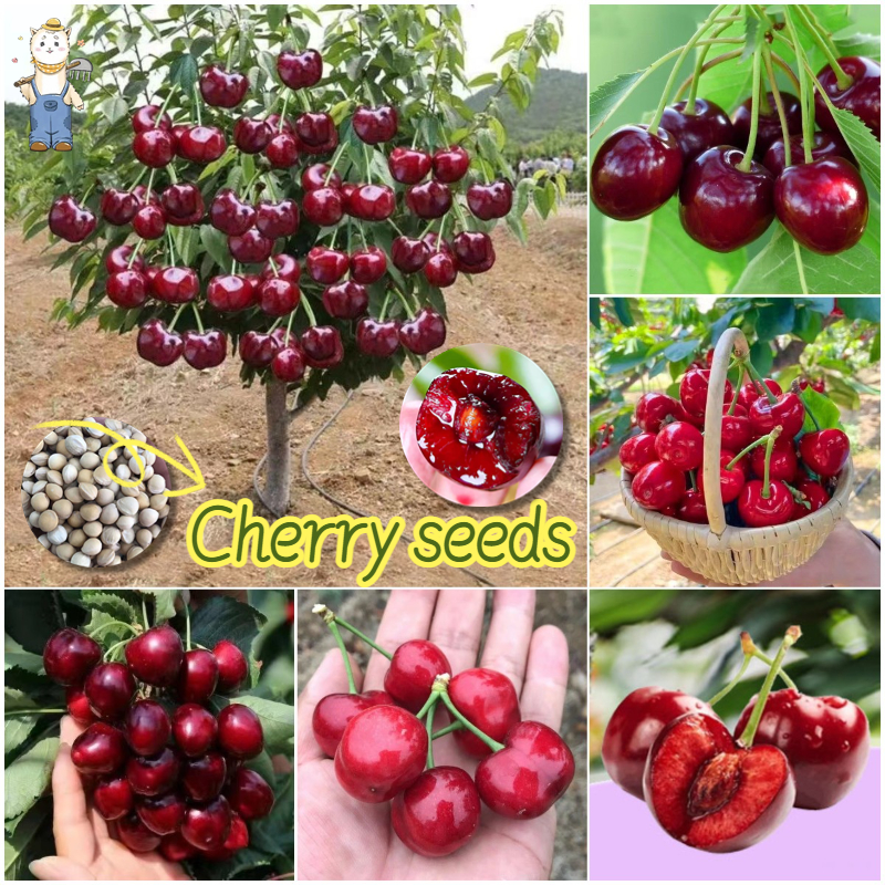 20 เมล็ด เมล็ดพันธุ์ เชอร์รี่ เมล็ดเชอร์รี่ บรรจุ Sweet Cherry Seeds Fruit Seeds for Planting Cherry Plant
