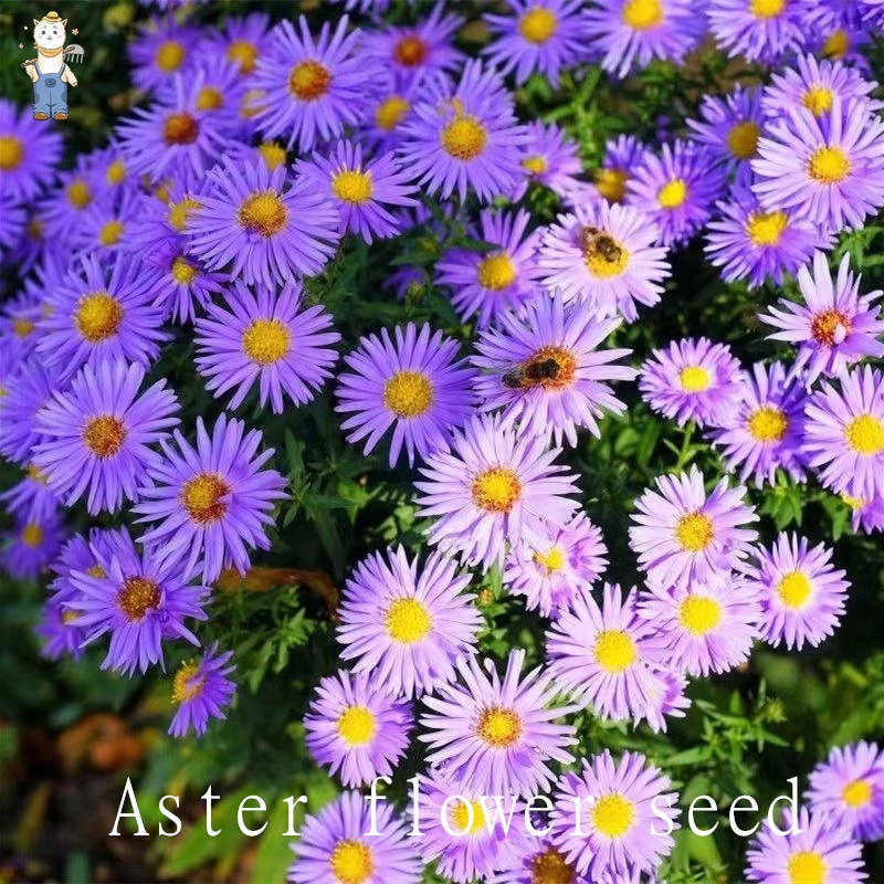 1000 เมล็ด เมล็ดพันธุ์ ดอกแอสเตอร์คละสี คุณภาพดี ราคาถูก ของแท้ (Powder Puff Aster Flower Seed)