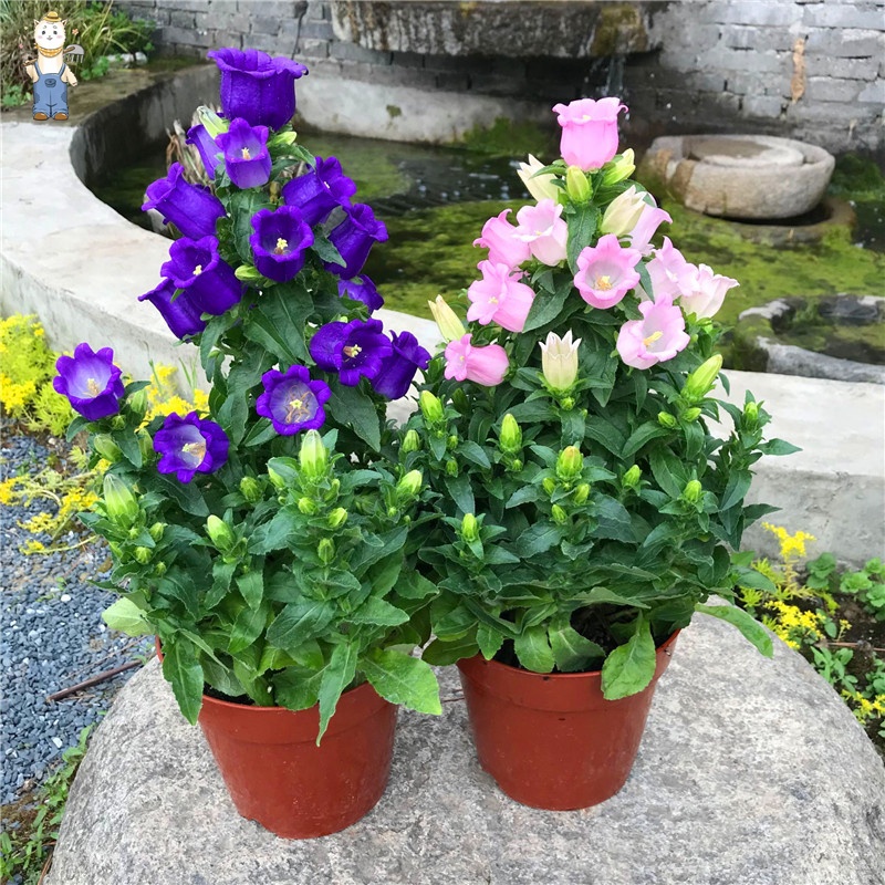 150เมล็ด เม็ดพันธุ์ เบลล์ฟลาวเวอร์ บอนสี บรรจุ สีผสม Bellflower Seeds Flower Seeds ปลูกง่าย อัตราการงอกสูง - รูปที่ 5