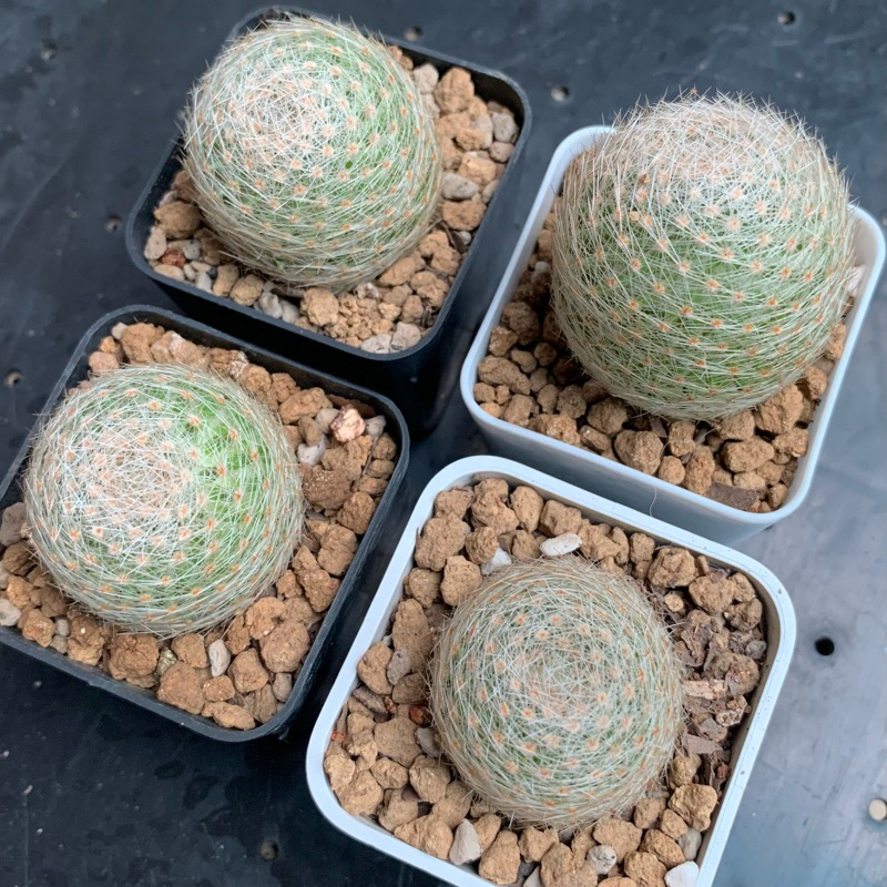 แมมเลนต้า ไม้ชำหน่อ Mammillaria Lenta
