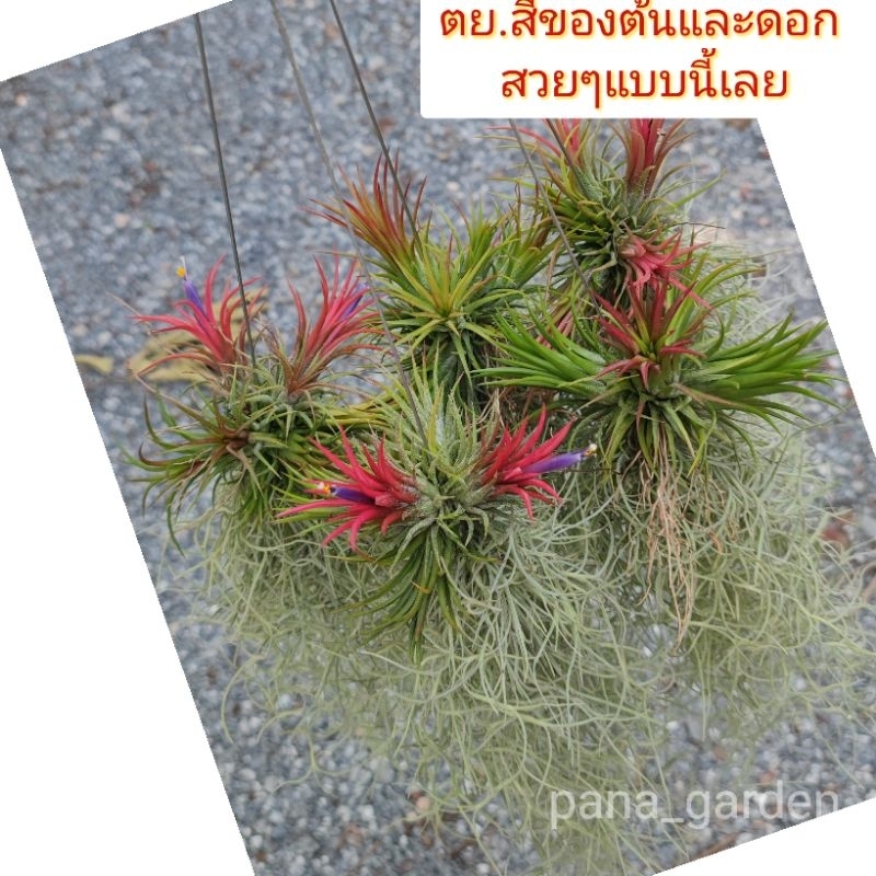 ต้นเคราฤาษีพร้อมแขวนแต่งทิวแลนเซียฟูโก้แบบกอ