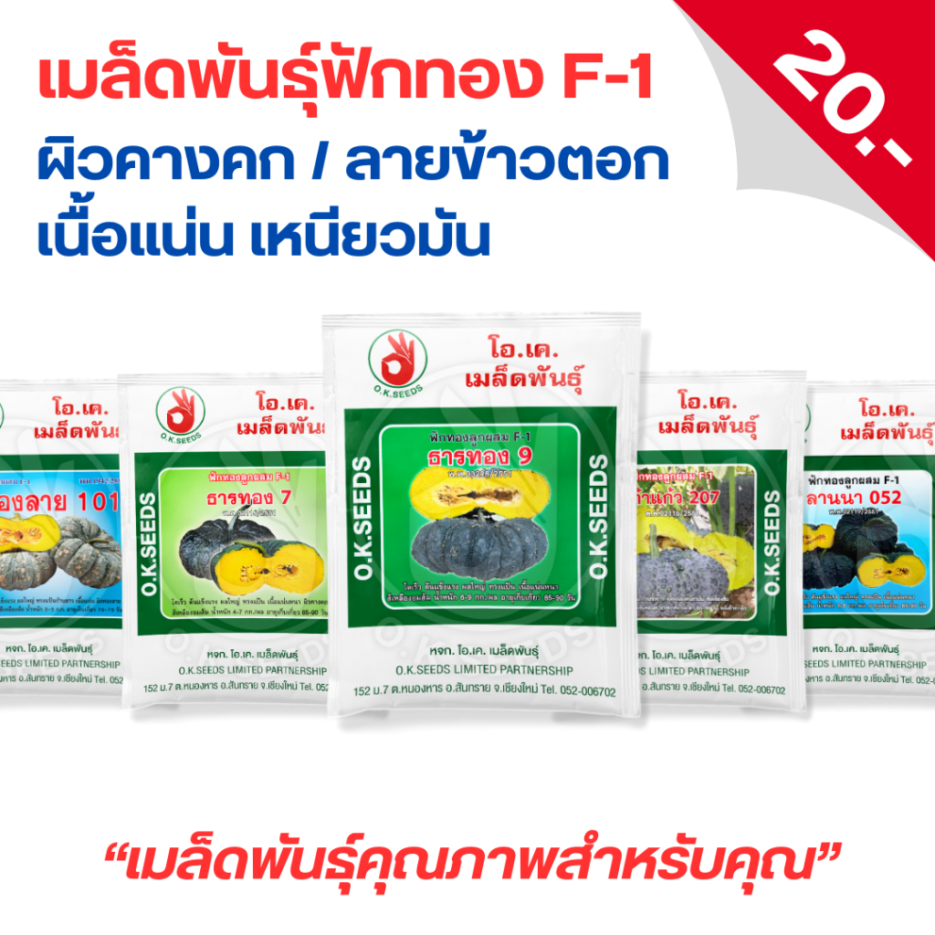 เมล็ดพันธุ์ ฟักทองลูกผสม F-1 โอเค ซีดส์ ผิวคางคก ลายข้าวตอก น้ำหนักดี เนื้อแน่น เหนียวมัน