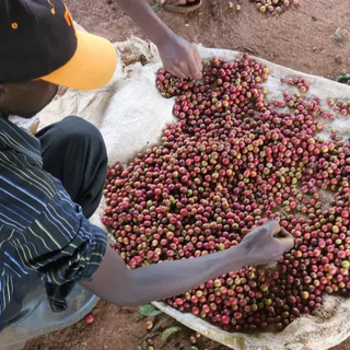 Wonderroom - เมล็ดกาแฟคั่วอ่อน Kenya Karindundu (W) (Light Roast)